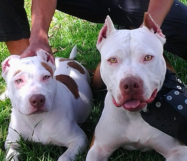 Pitbulls y su clasificacion Maltrato Animal